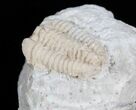 Inch Calymene Celebra Trilobite #4308-1